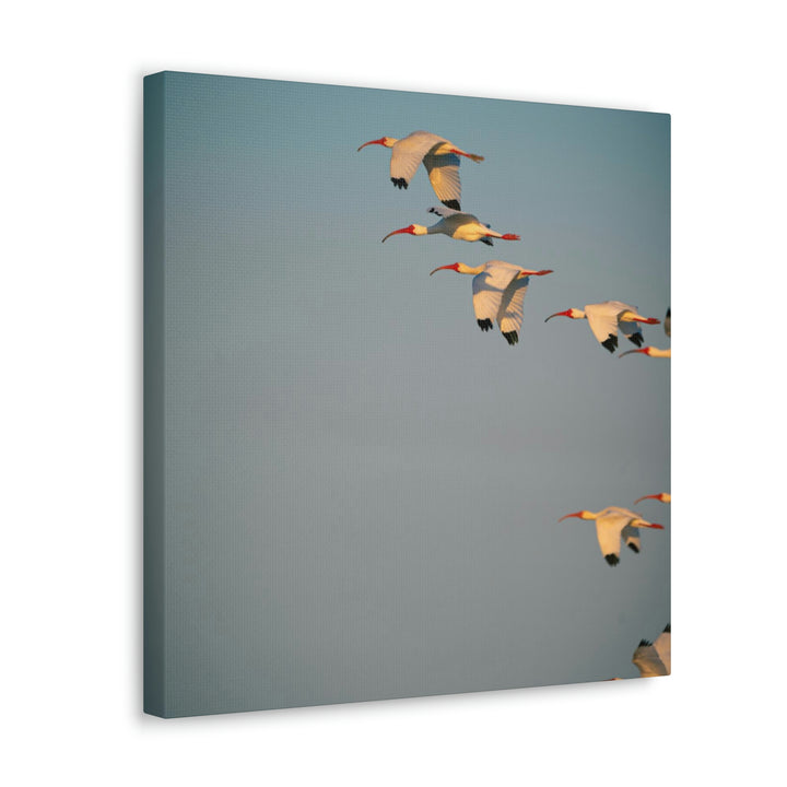 White Ibis in Flight - Canvas