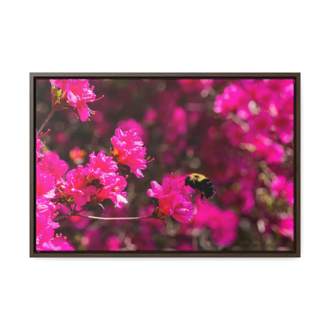 Hovering - Canvas with Frame