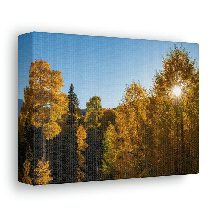 Sun Through the Aspens - Canvas