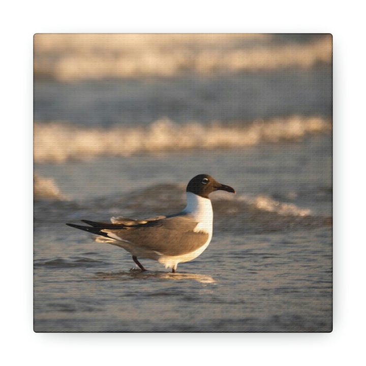 Laughing Gull in the Surf - Canvas