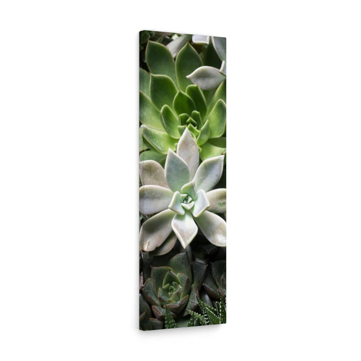 Succulent - Array - Canvas