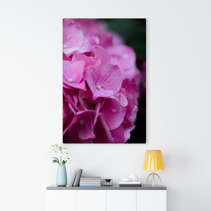 Pink Hydrangea Detail - Canvas