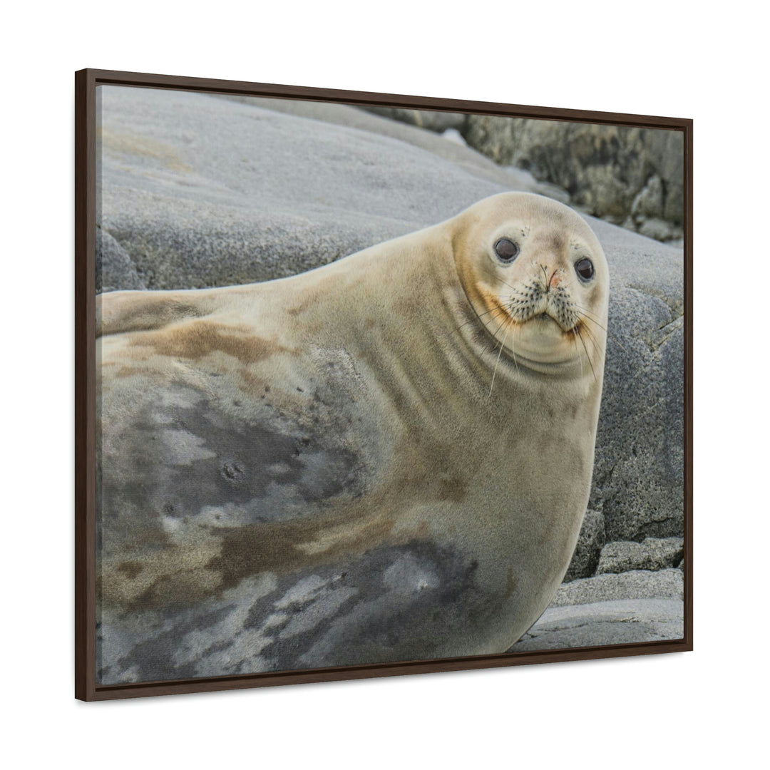 Weddell Smile - Canvas with Frame