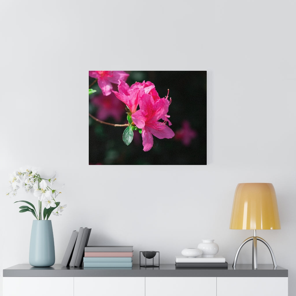 Standout Azalea - Canvas