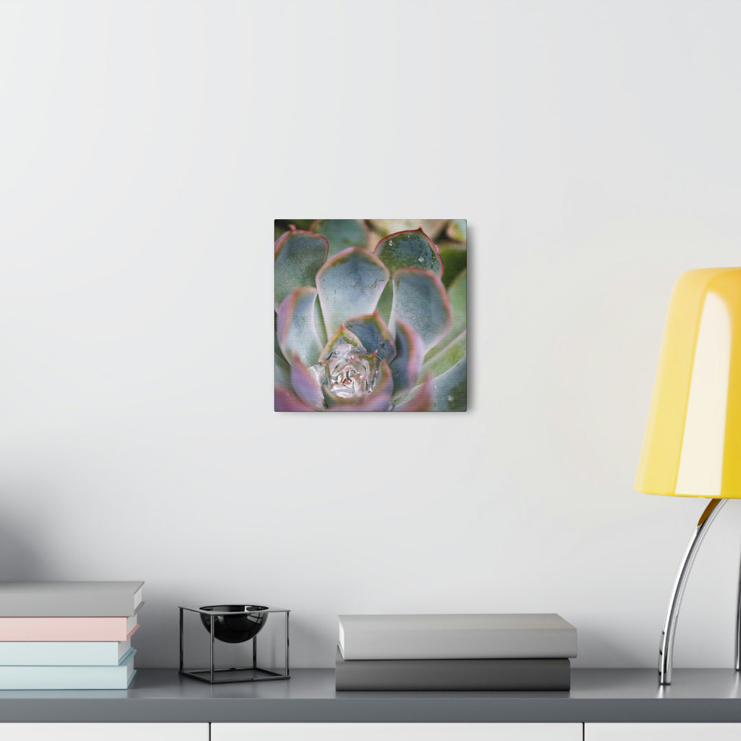 Stunning Succulent - Canvas