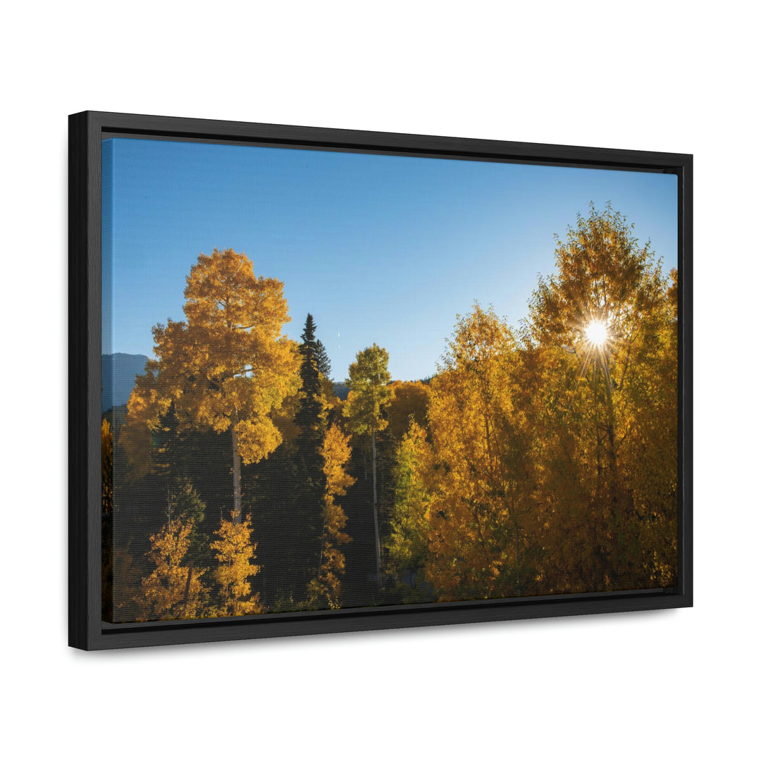 Sun Through the Aspens - Canvas with Frame