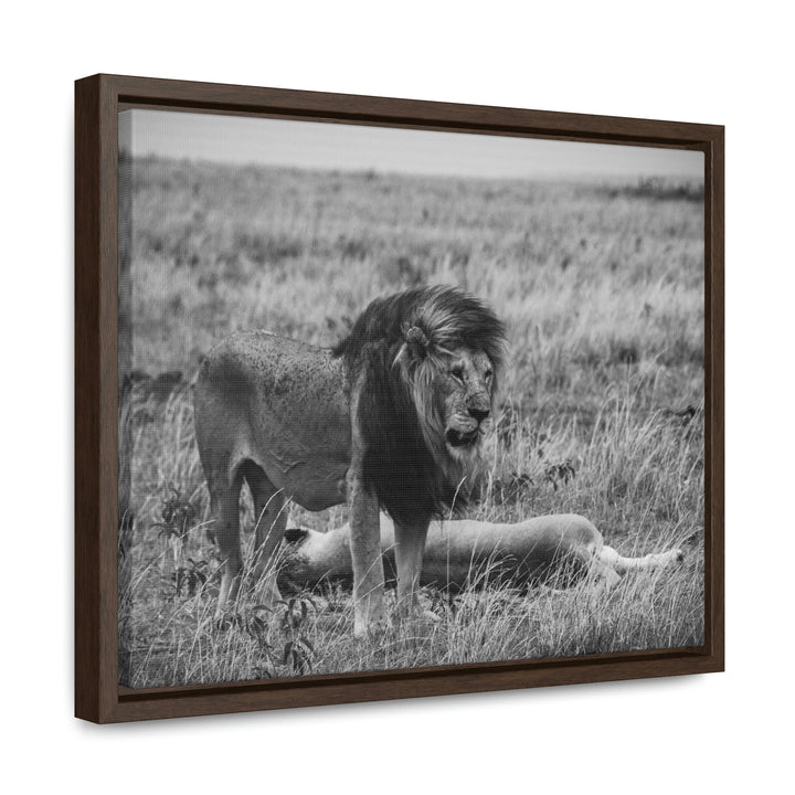 Mating Lions in Black and White - Canvas with Frame