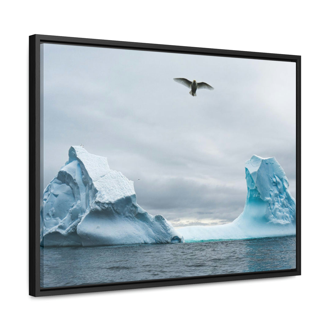 Antarctic Flight - Canvas with Frame