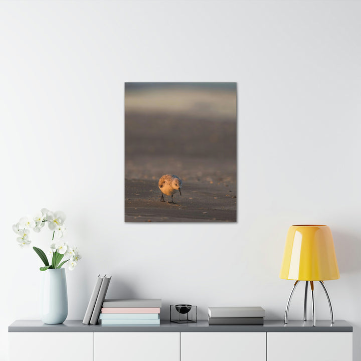 Feeding Sanderling - Canvas