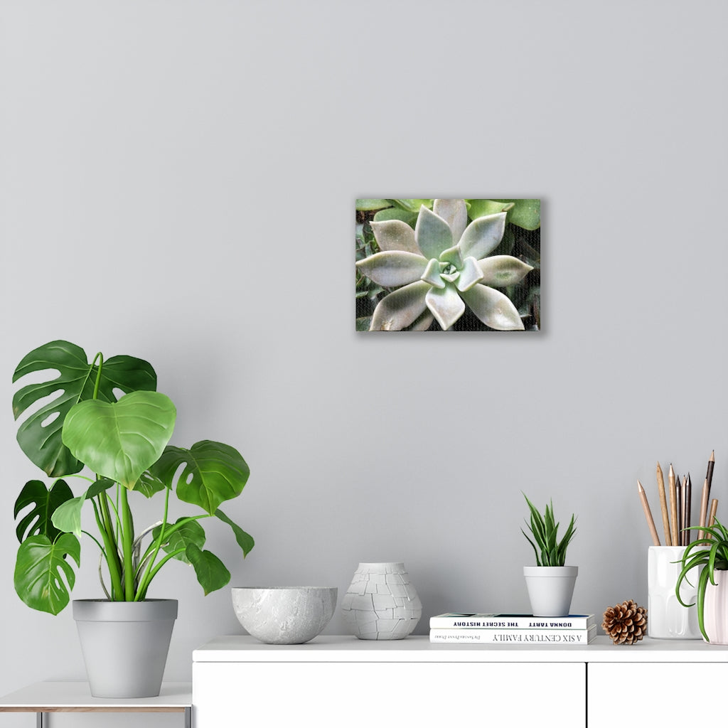 Succulent - Array - Canvas