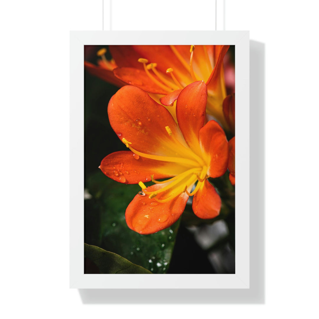 Bright Bush Lily - Framed Print - Visiting This World