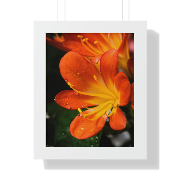 Bright Bush Lily - Framed Print - Visiting This World