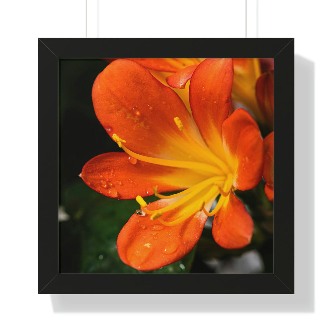 Bright Bush Lily - Framed Print - Visiting This World