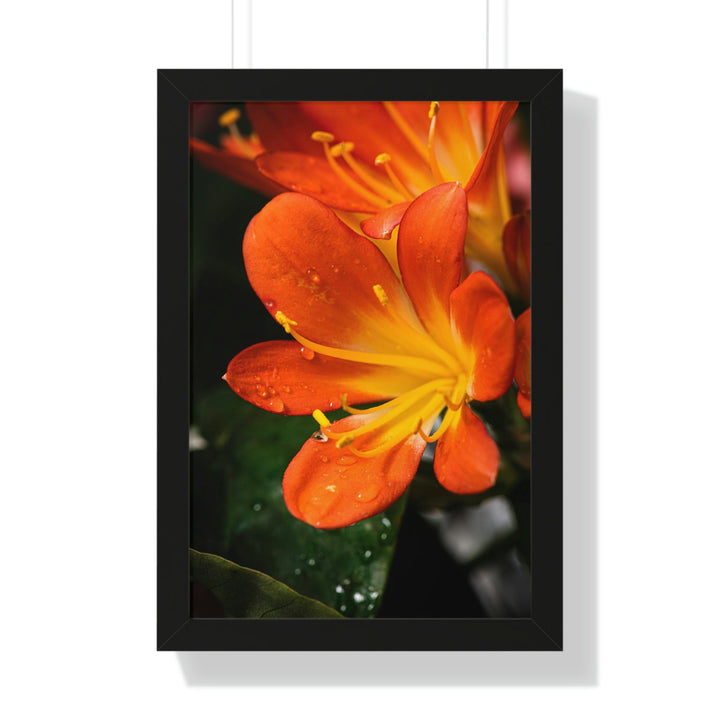 Bright Bush Lily - Framed Print - Visiting This World