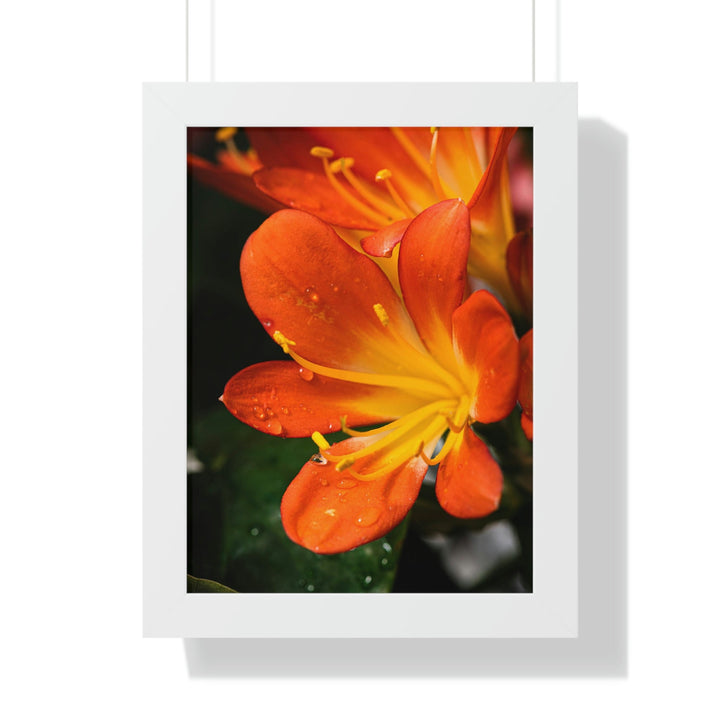 Bright Bush Lily - Framed Print - Visiting This World