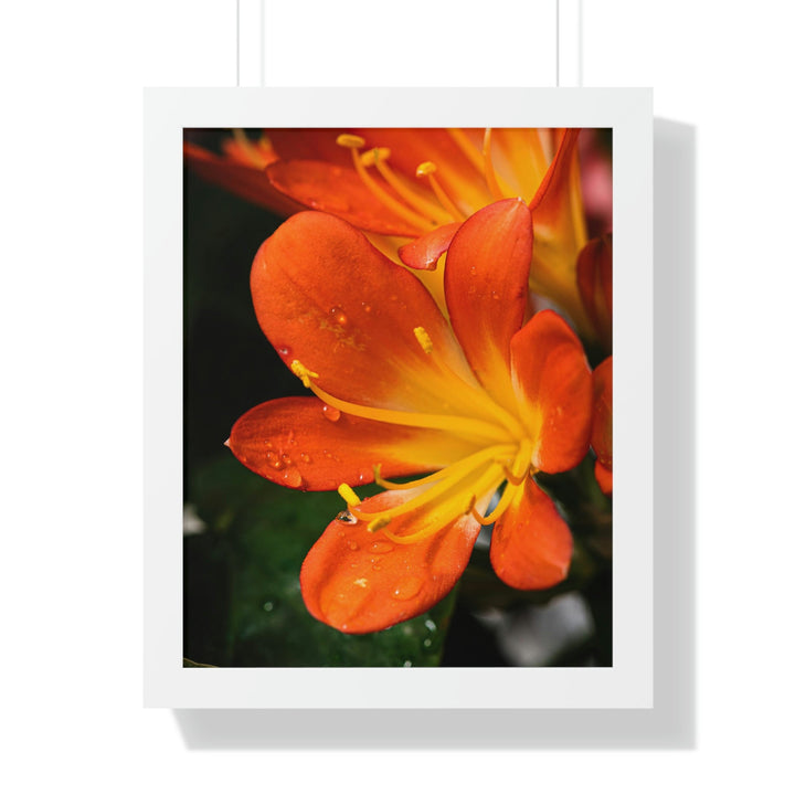 Bright Bush Lily - Framed Print - Visiting This World