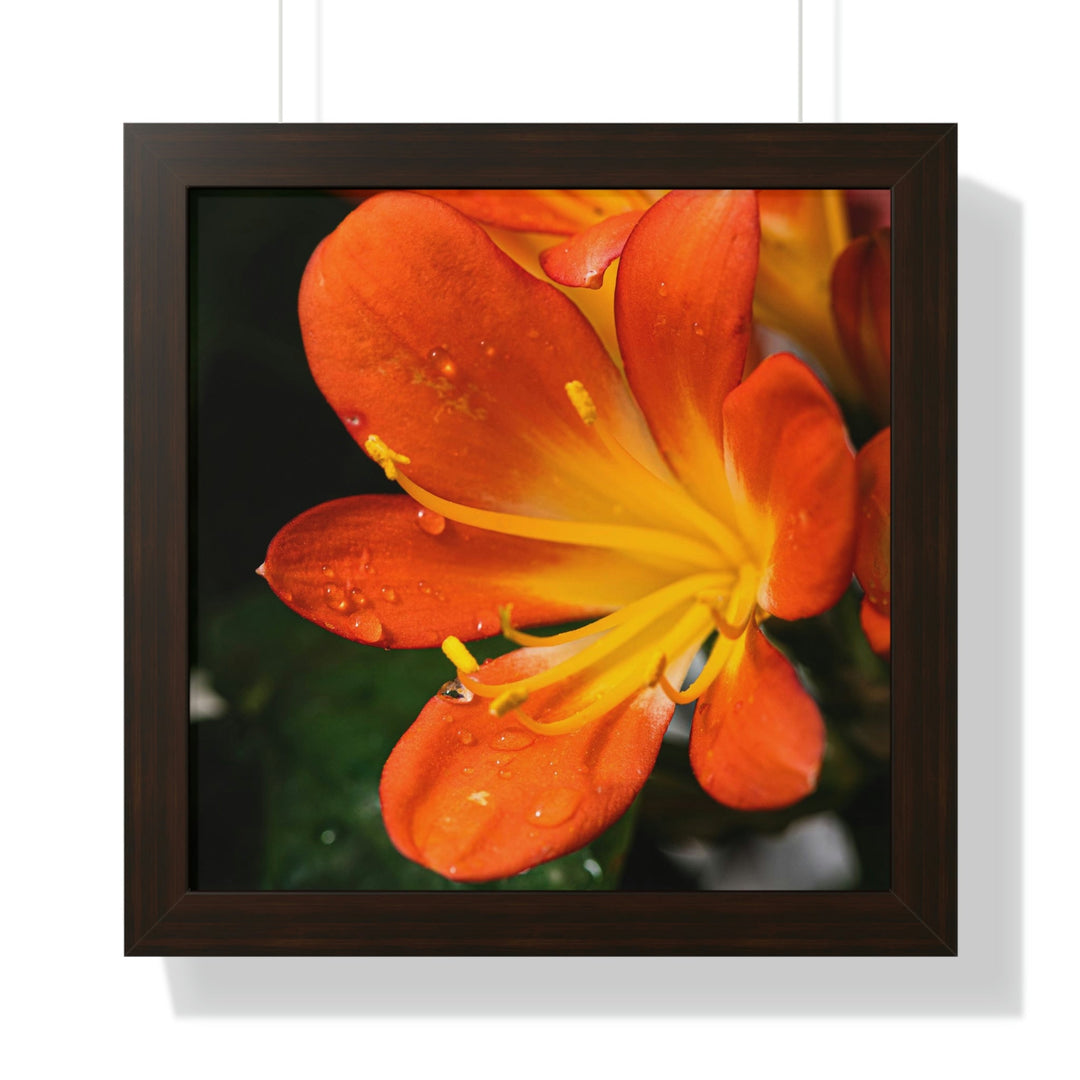 Bright Bush Lily - Framed Print - Visiting This World