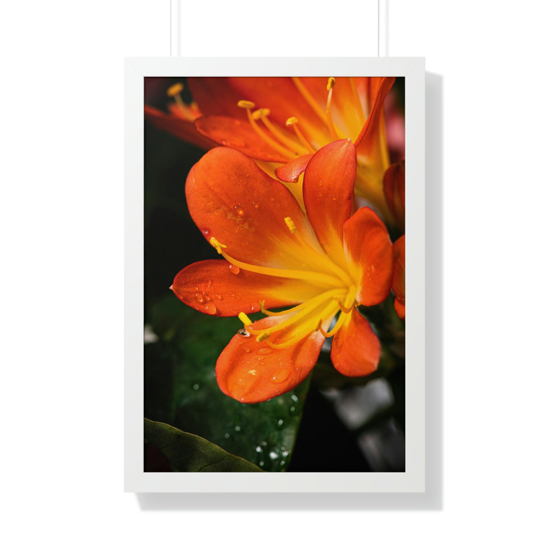 Bright Bush Lily - Framed Print - Visiting This World