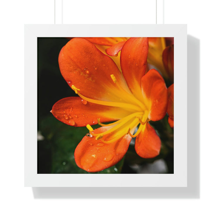 Bright Bush Lily - Framed Print - Visiting This World