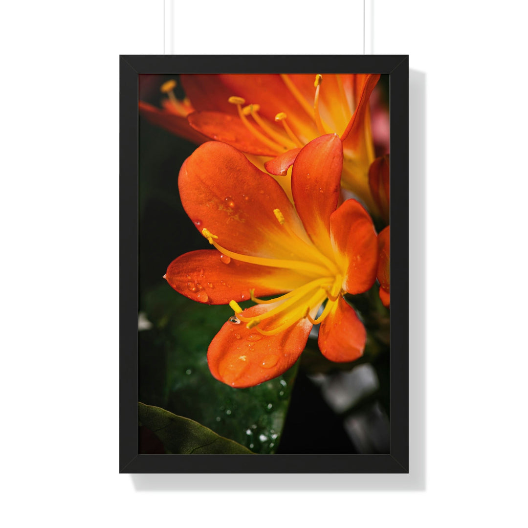 Bright Bush Lily - Framed Print - Visiting This World