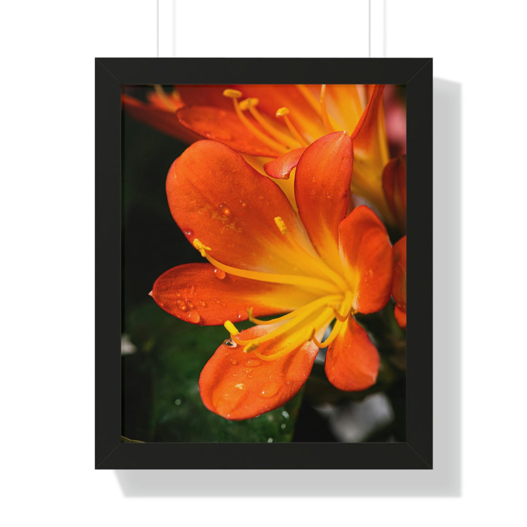 Bright Bush Lily - Framed Print - Visiting This World