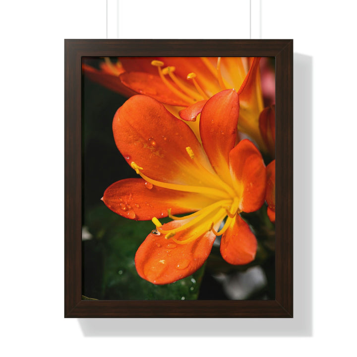 Bright Bush Lily - Framed Print - Visiting This World