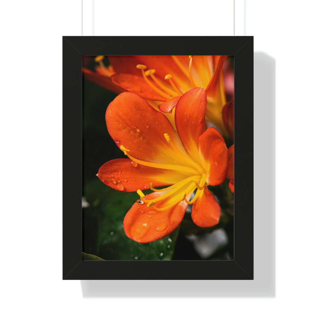 Bright Bush Lily - Framed Print - Visiting This World