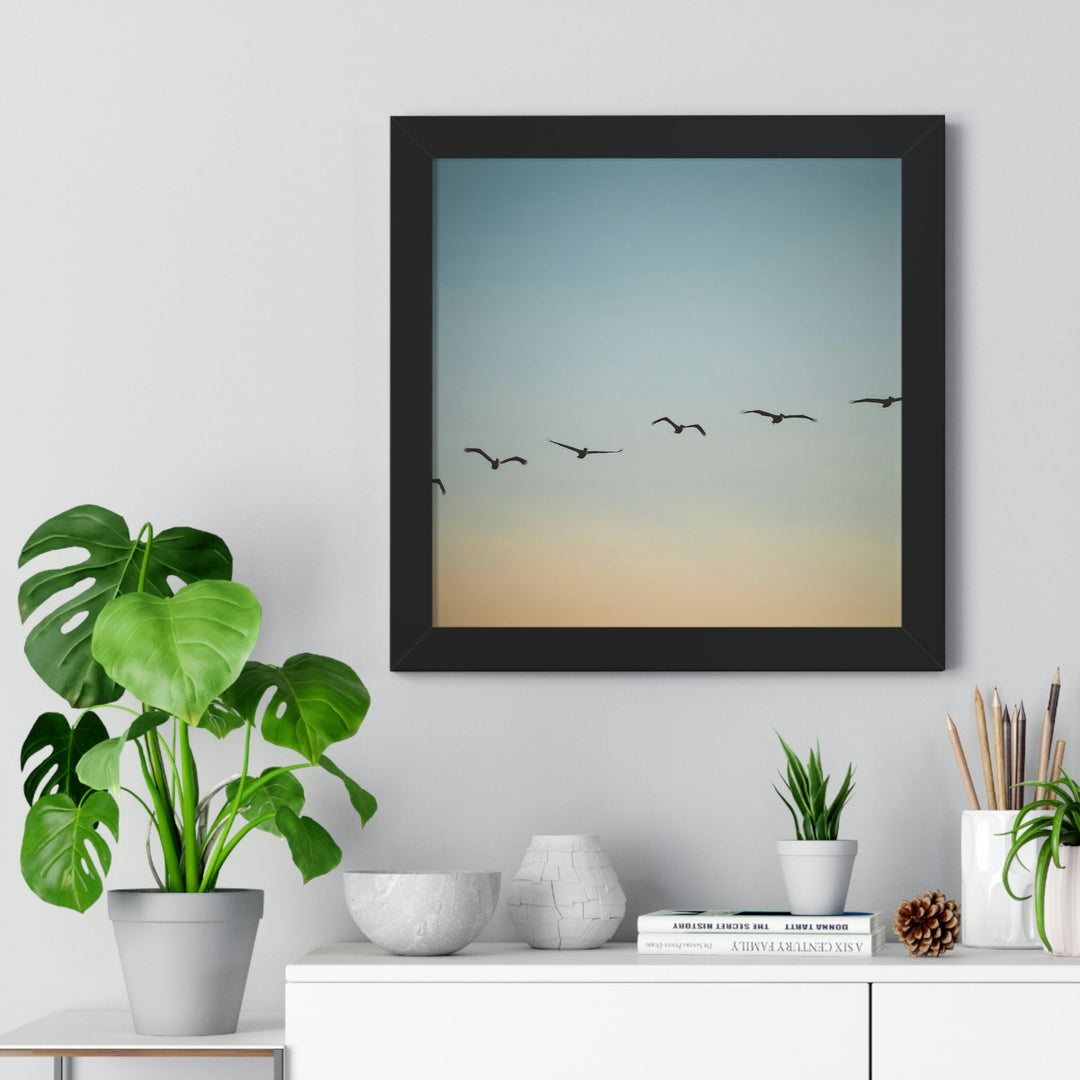 Brown Pelicans in Flight - Framed Print - Visiting This World