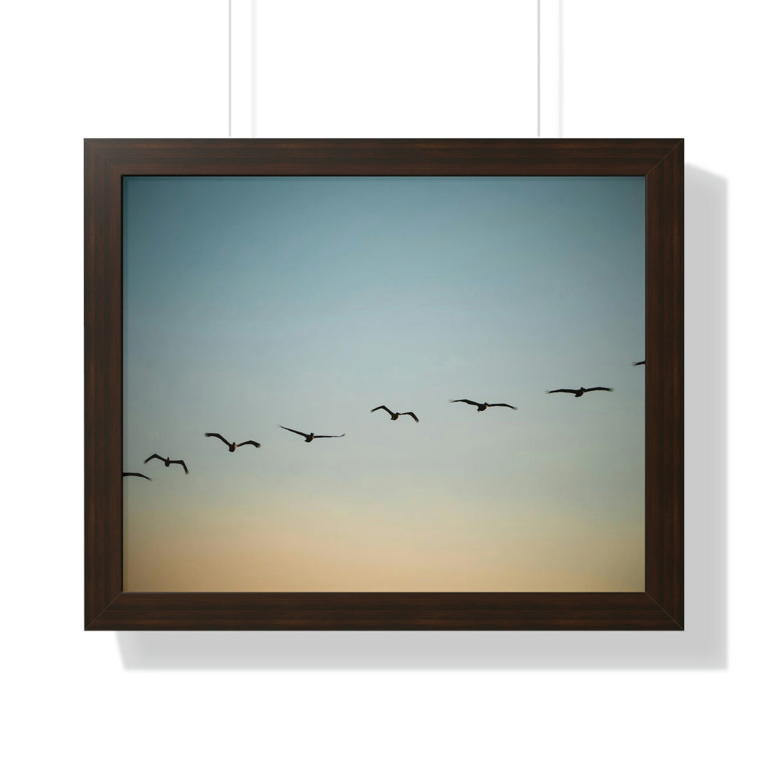 Brown Pelicans in Flight - Framed Print - Visiting This World