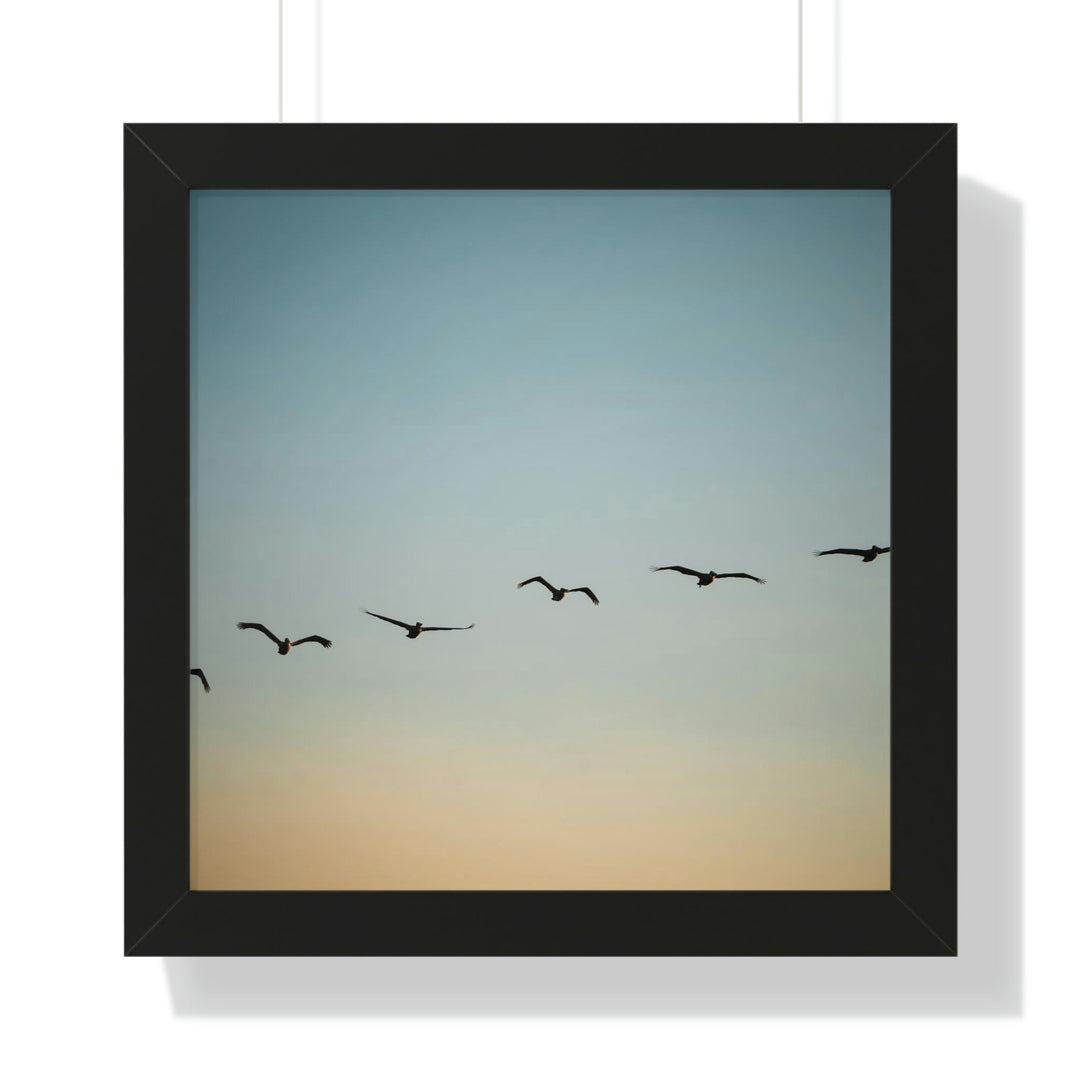 Brown Pelicans in Flight - Framed Print - Visiting This World