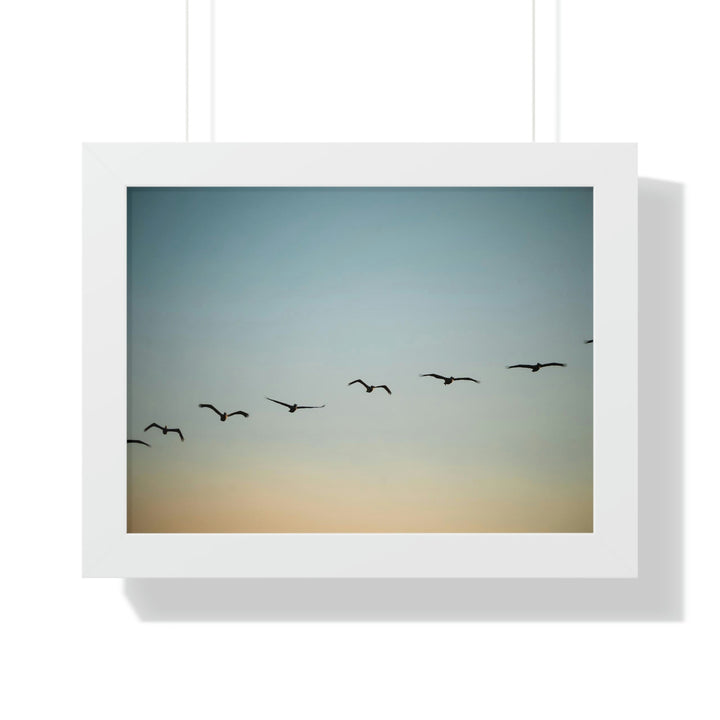 Brown Pelicans in Flight - Framed Print - Visiting This World