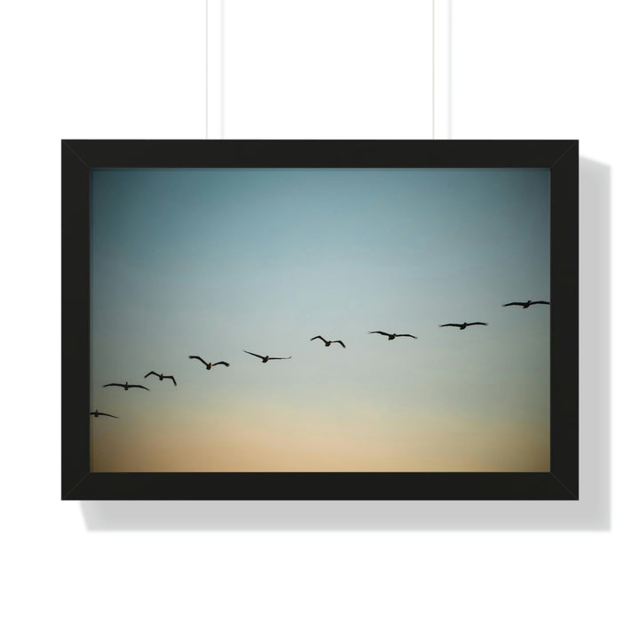 Brown Pelicans in Flight - Framed Print - Visiting This World