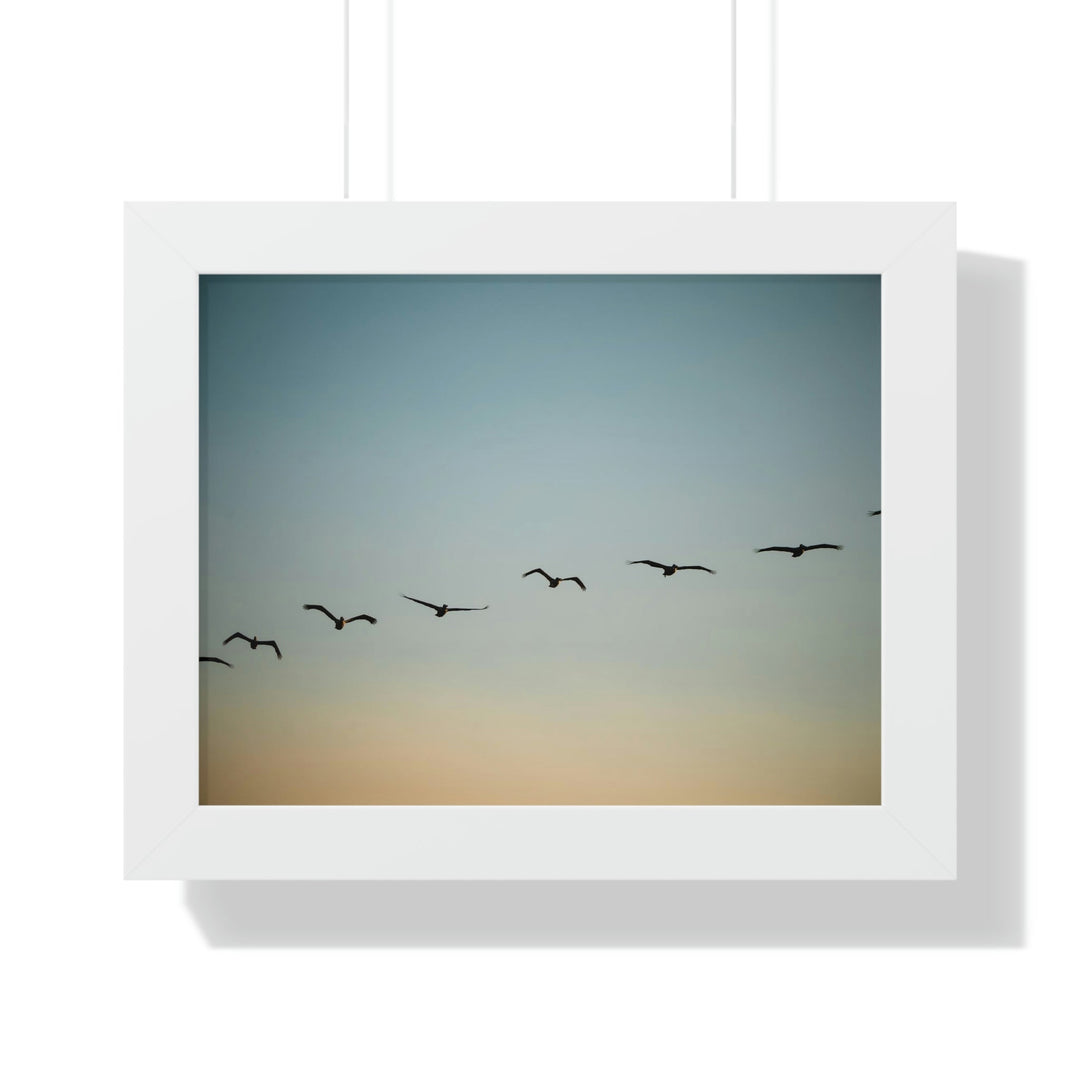 Brown Pelicans in Flight - Framed Print - Visiting This World