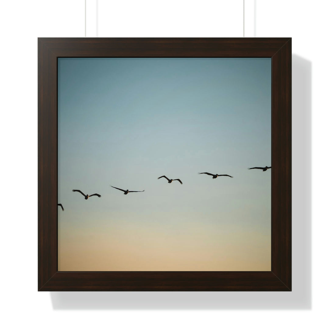 Brown Pelicans in Flight - Framed Print - Visiting This World