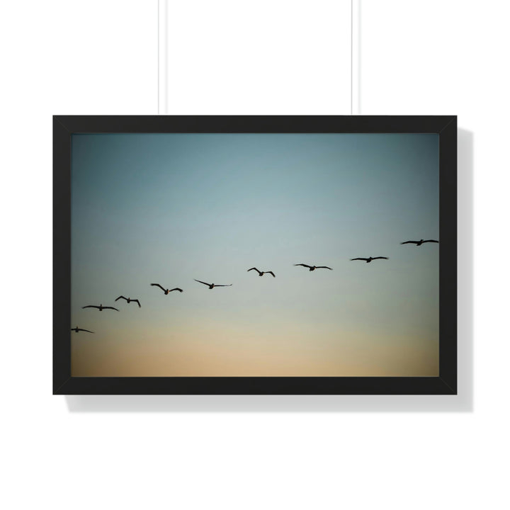 Brown Pelicans in Flight - Framed Print - Visiting This World