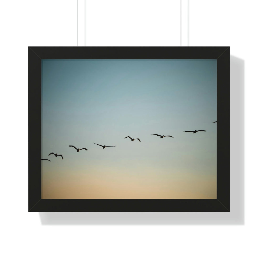 Brown Pelicans in Flight - Framed Print - Visiting This World