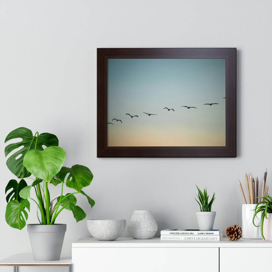 Brown Pelicans in Flight - Framed Print - Visiting This World