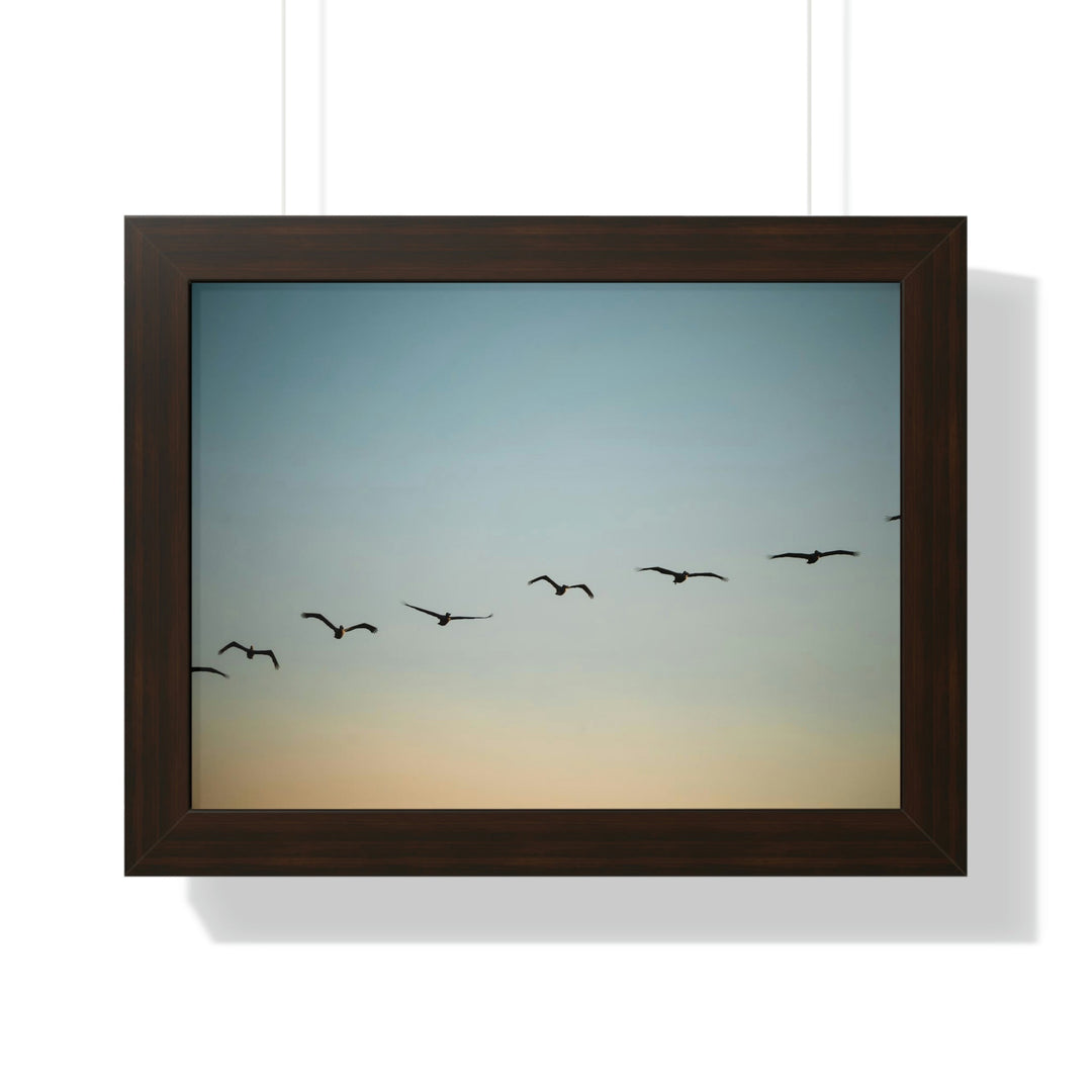 Brown Pelicans in Flight - Framed Print - Visiting This World