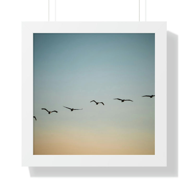 Brown Pelicans in Flight - Framed Print - Visiting This World