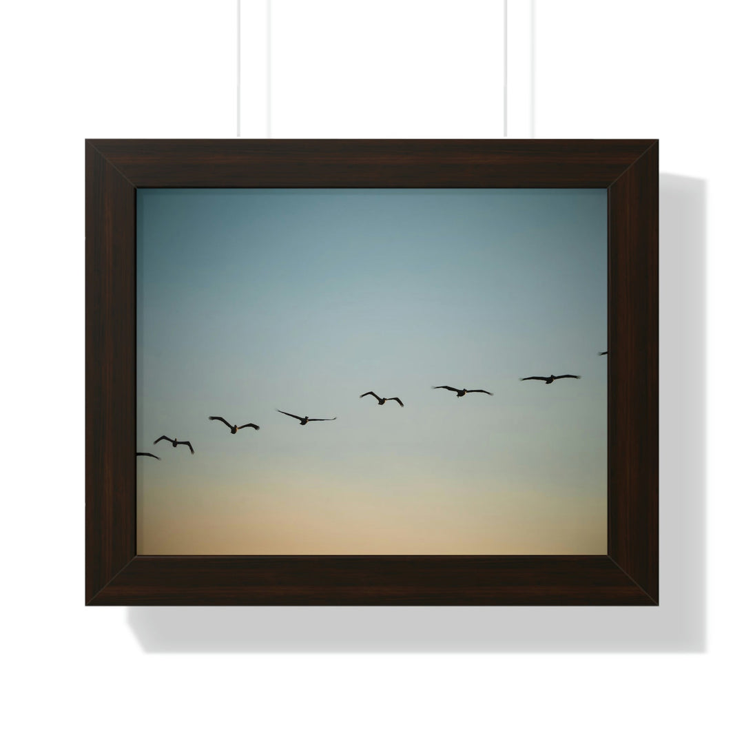 Brown Pelicans in Flight - Framed Print - Visiting This World