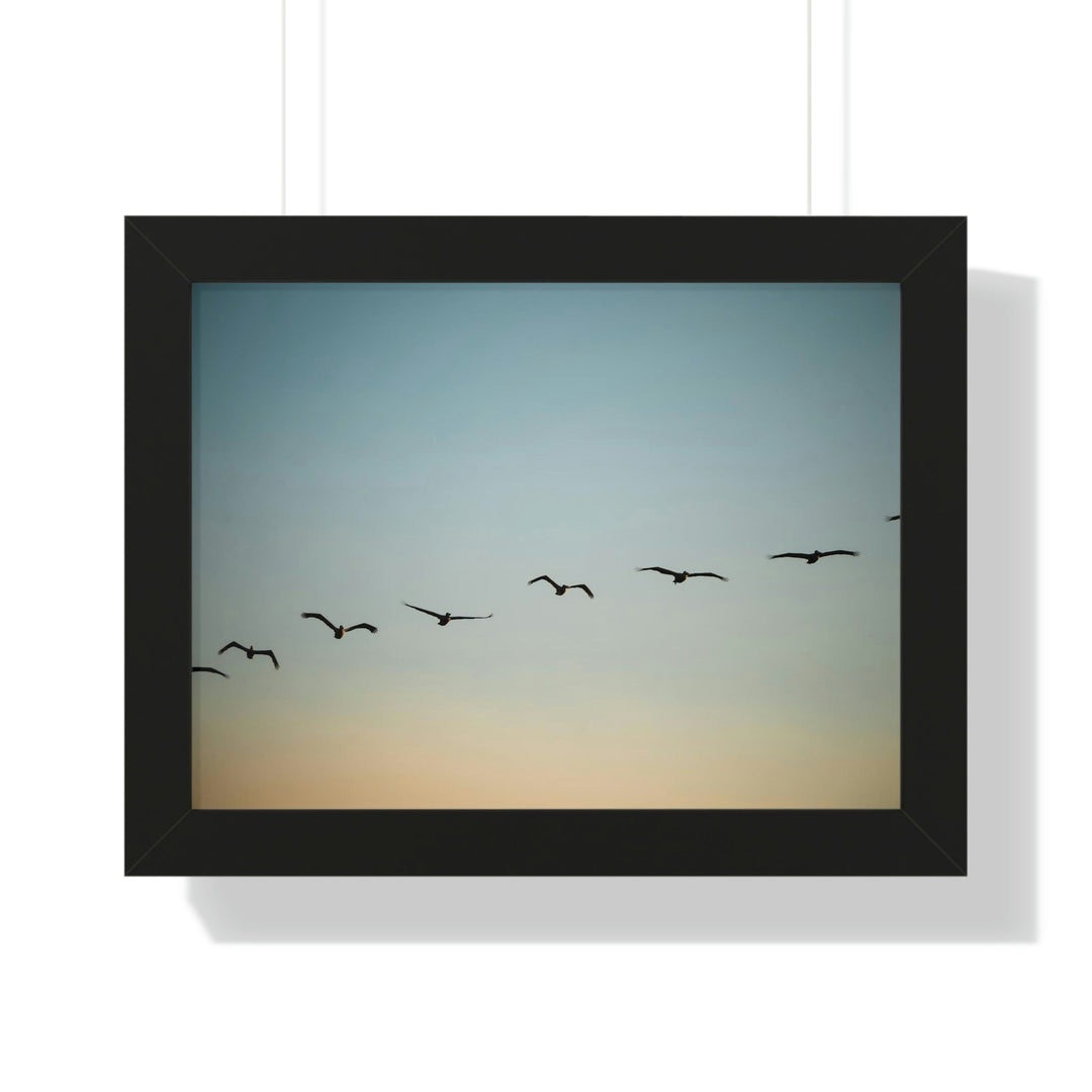 Brown Pelicans in Flight - Framed Print - Visiting This World