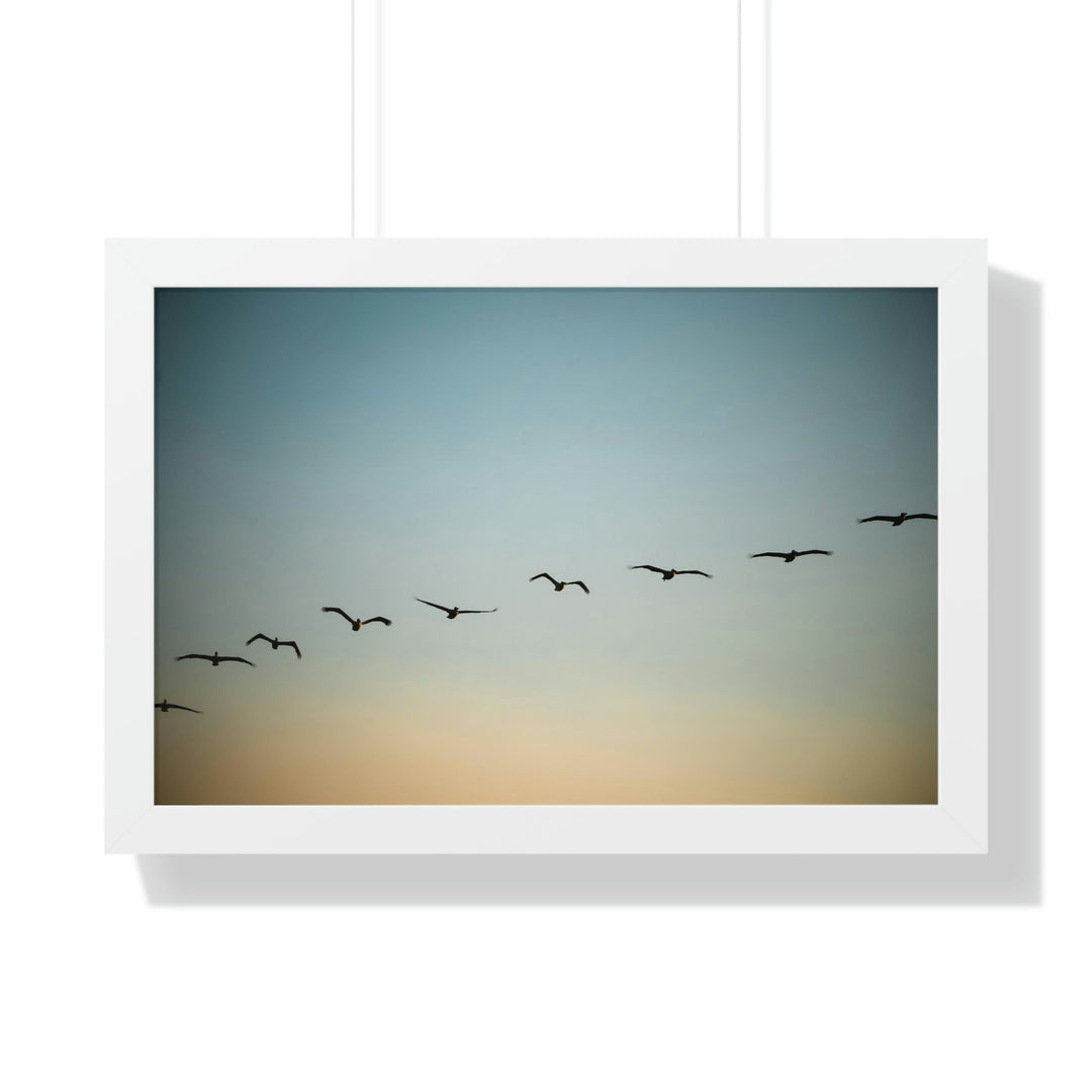 Brown Pelicans in Flight - Framed Print - Visiting This World