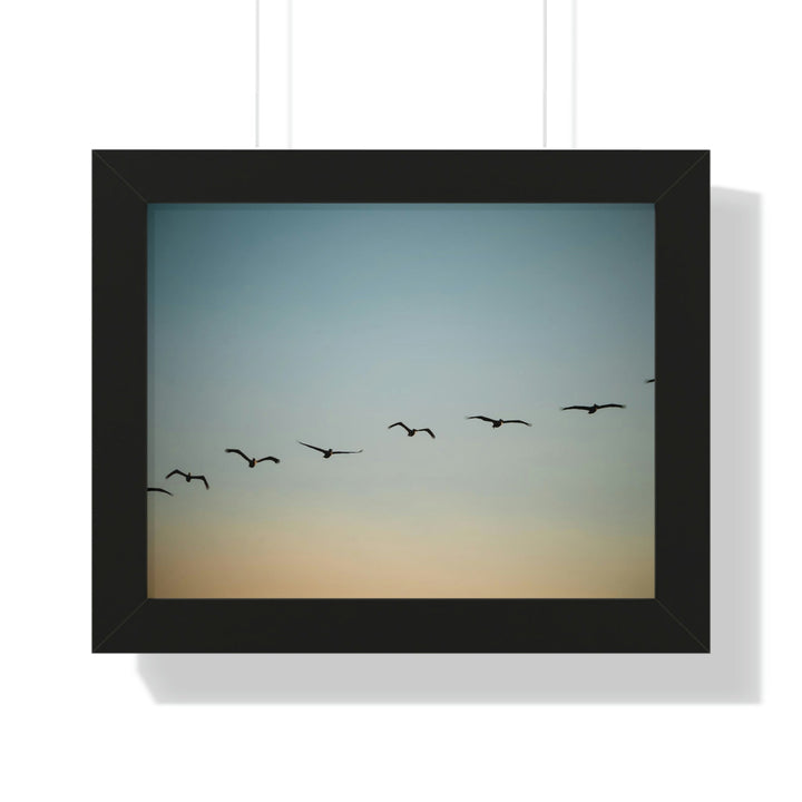 Brown Pelicans in Flight - Framed Print - Visiting This World