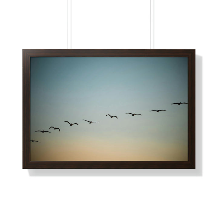 Brown Pelicans in Flight - Framed Print - Visiting This World