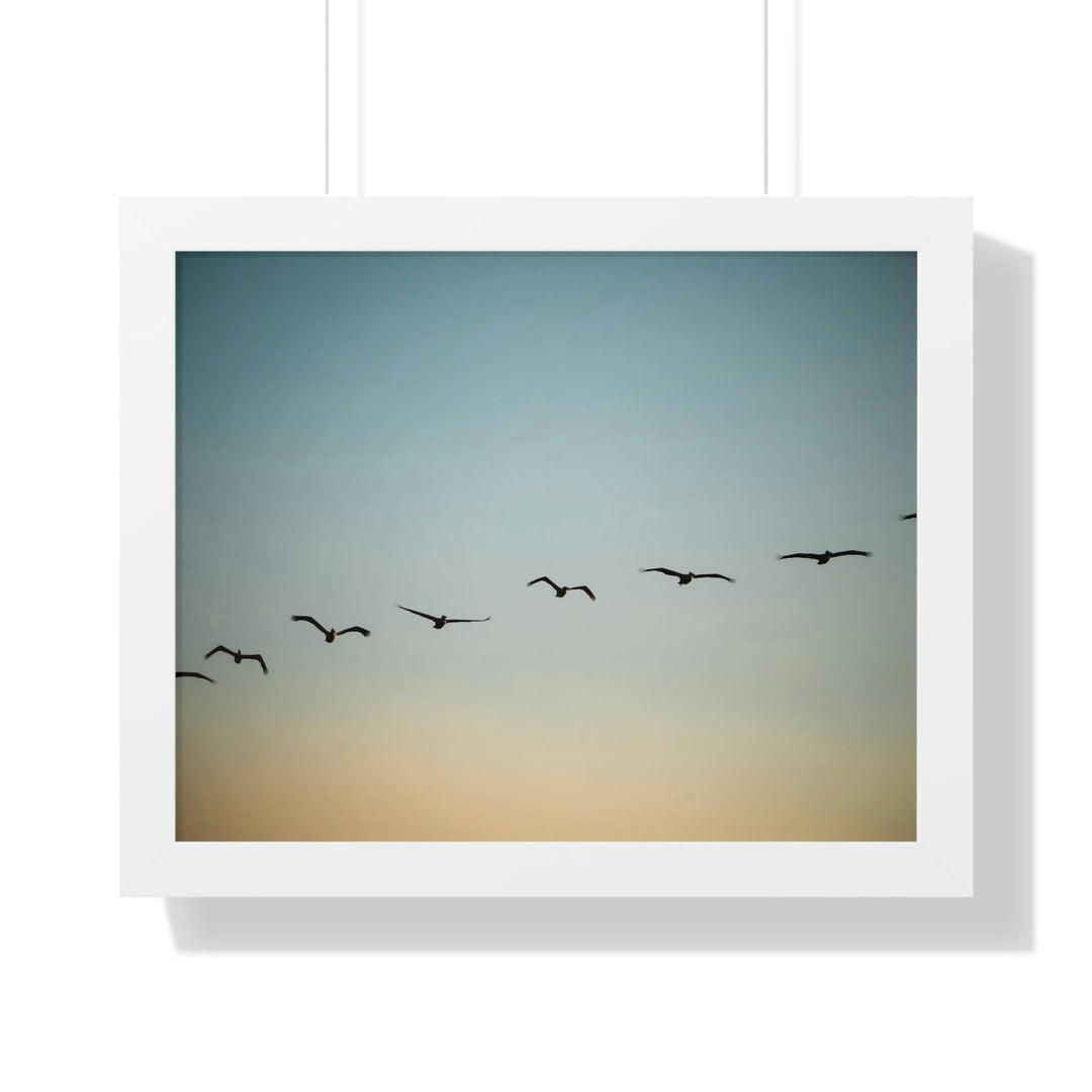 Brown Pelicans in Flight - Framed Print - Visiting This World