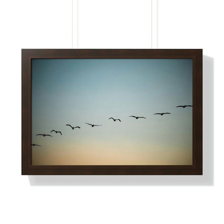 Brown Pelicans in Flight - Framed Print - Visiting This World