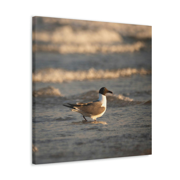 Laughing Gull in the Surf - Canvas