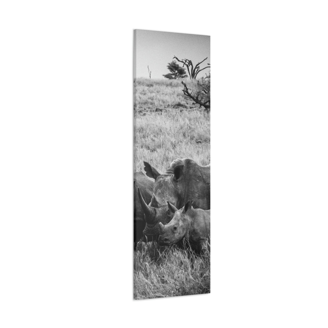 Rhino Family in Black and White - Canvas