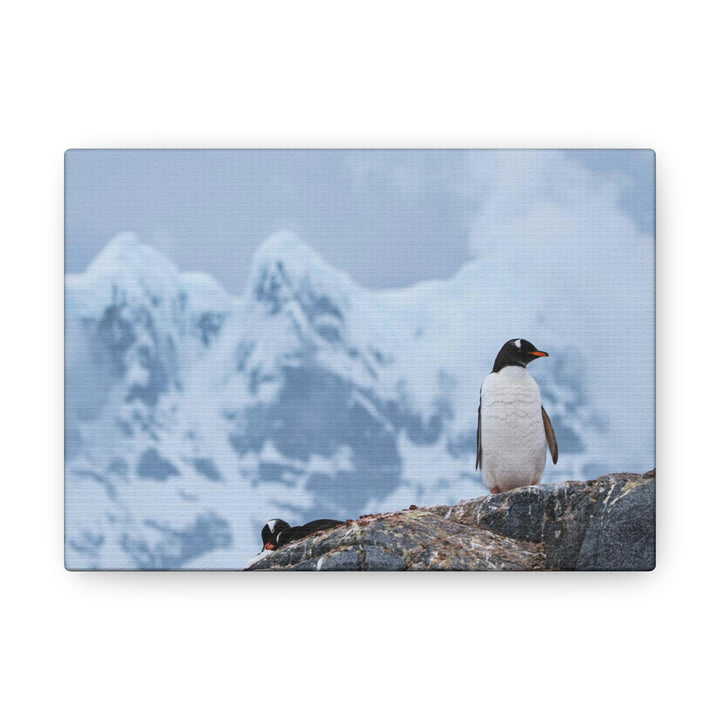 Poised Penguin - Canvas