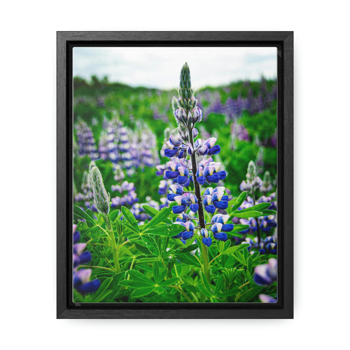 Glowing Lupin - Canvas with Frame